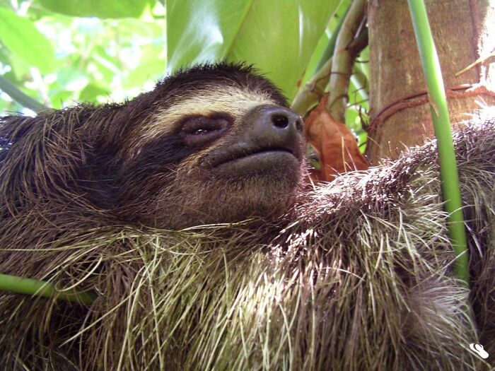 Pygmy Three-Toed Sloth (Bradypus Pygmaeus)