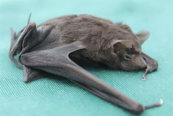 Seychelles Sheath-Tailed Bat (Coleura Seychellensis)