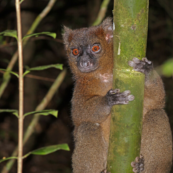 Greater Bamboo Lemur (Hapalemur Simus)