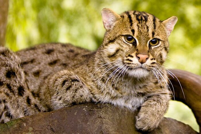 62 Rarest Animals In The World That Are On The Brink Of Extinction | Bored  Panda