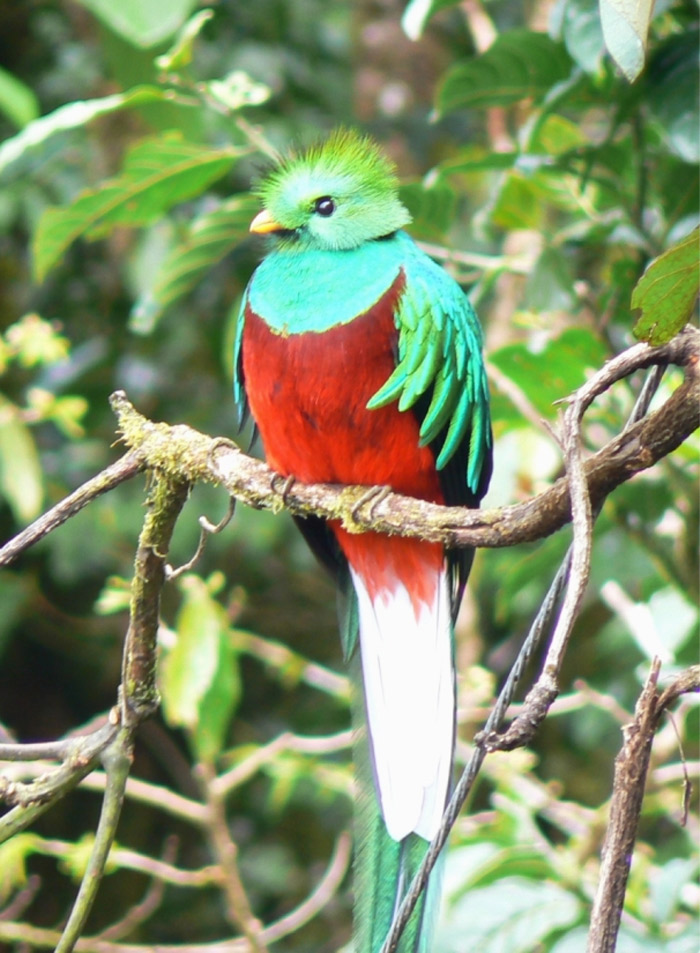 Resplendent Quetzal (Pharomachrus Mocinno)