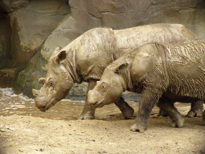 Sumatran Rhinoceros (Dicerorhinus Sumatrensis)