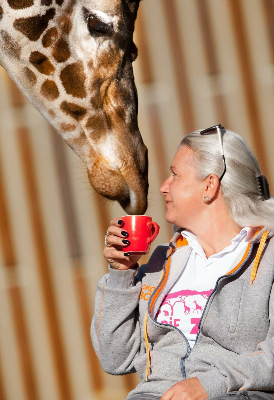 I Took Photos Of The Zookeeper Having Morning Coffee With Her Best Friend Giraffe (7 Pics) I Took Photos Of The Zookeeper Having Morning Coffee With Her Best Friend Giraffe (7 Pics)