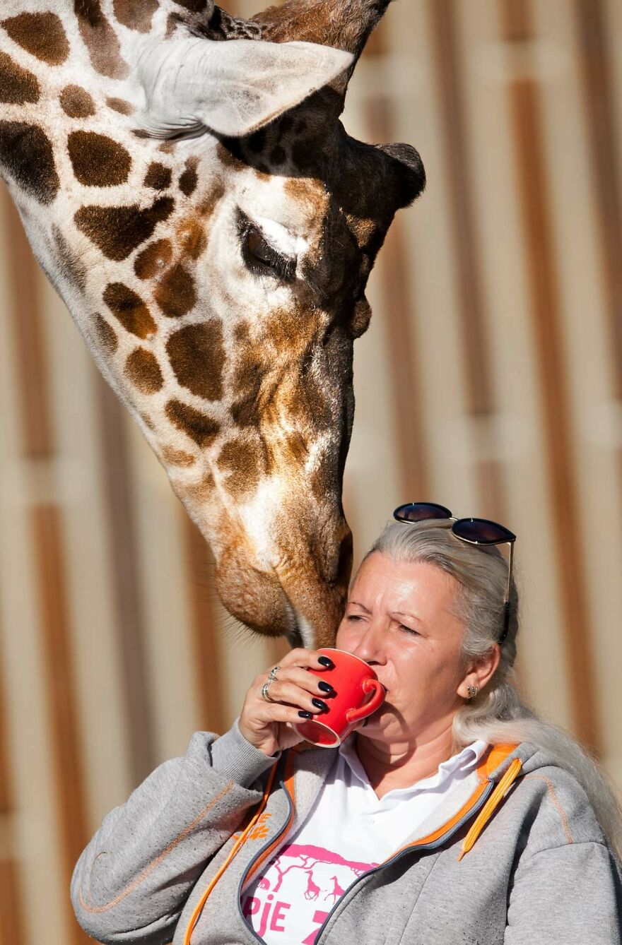 I Took Photos Of The Zookeeper Having Morning Coffee With Her Best Friend Giraffe (7 Pics) I Took Photos Of The Zookeeper Having Morning Coffee With Her Best Friend Giraffe (7 Pics)