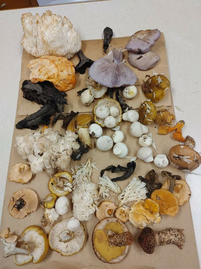 Manistee National Forest, Michigan, USA