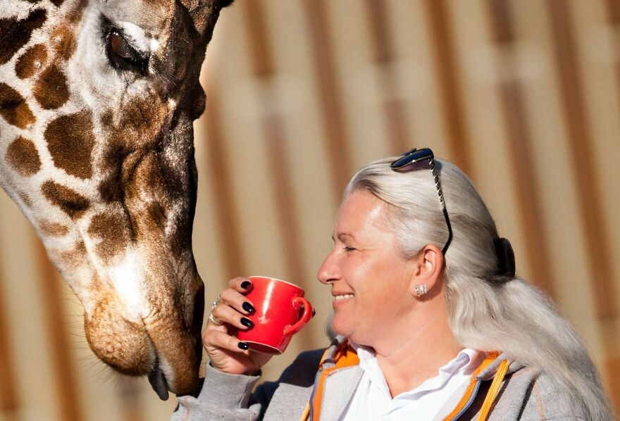 I Took Photos Of The Zookeeper Having Morning Coffee With Her Best Friend Giraffe (7 Pics)