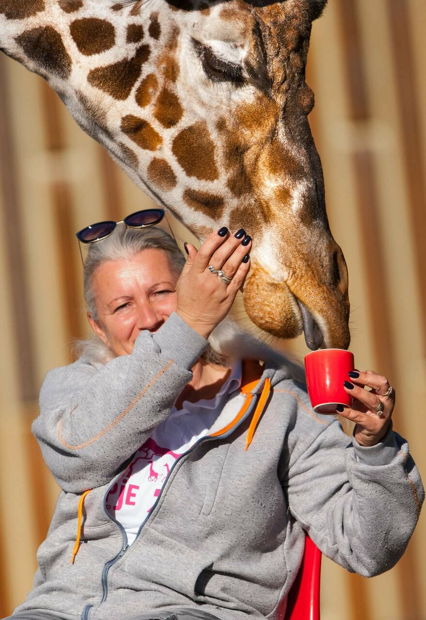 I Took Photos Of The Zookeeper Having Morning Coffee With Her Best Friend Giraffe (7 Pics) I Took Photos Of The Zookeeper Having Morning Coffee With Her Best Friend Giraffe (7 Pics)