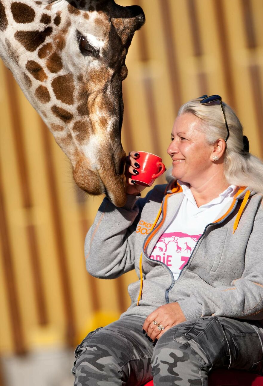 I Took Photos Of The Zookeeper Having Morning Coffee With Her Best Friend Giraffe (7 Pics)