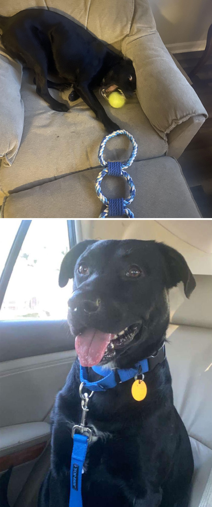 Adopted My First Dog Ever Today. I’ve Always Wanted A Labrador, This Lucky Guy Is Going To Be Spoiled Beyond Belief. Everyone Say Hello To Dirk!