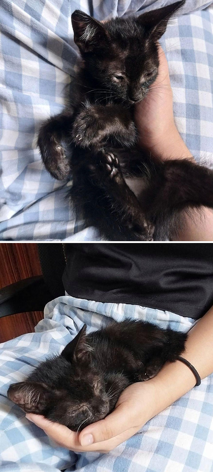He Was A Stray I Found Outside Our House, And I Fed Him. A Little While Later, He Dozed Off On My Lap. I Decided To Adopt This Tiny Fella
