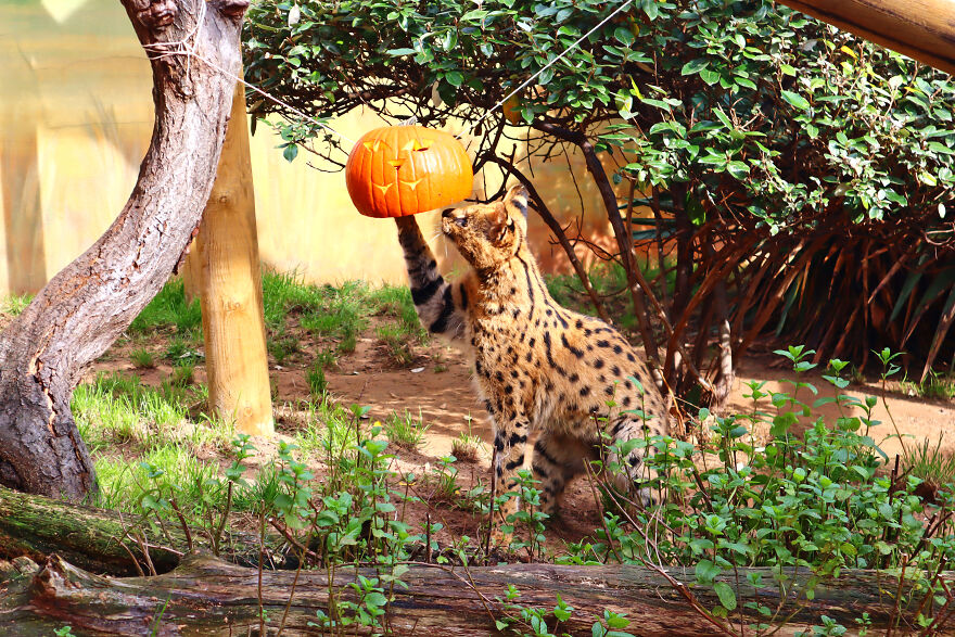 We Photographed Zoo Animals Wearing Pumpkins, And The Result Might Make You Smile We Photographed Zoo Animals Wearing Pumpkins, And The Result Might Make You Smile