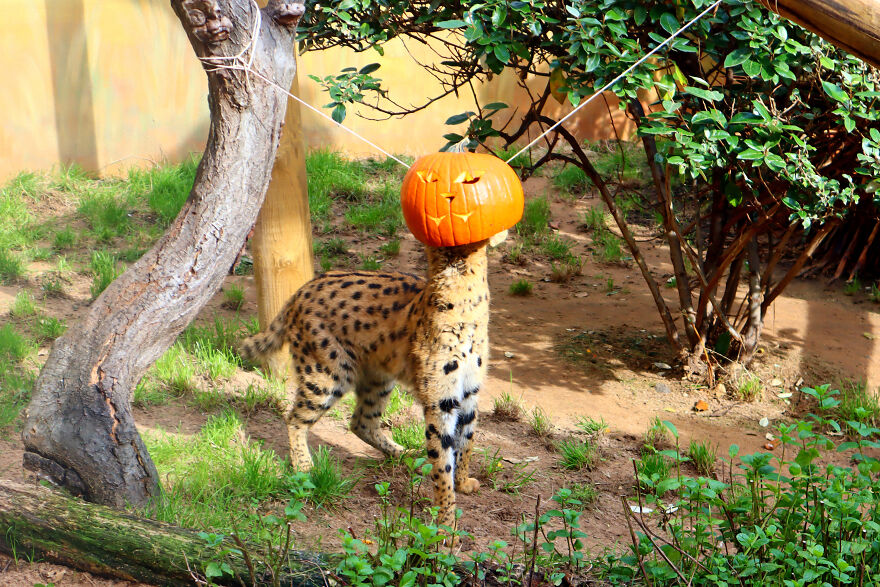 We Photographed Zoo Animals Wearing Pumpkins, And The Result Might Make You Smile We Photographed Zoo Animals Wearing Pumpkins, And The Result Might Make You Smile