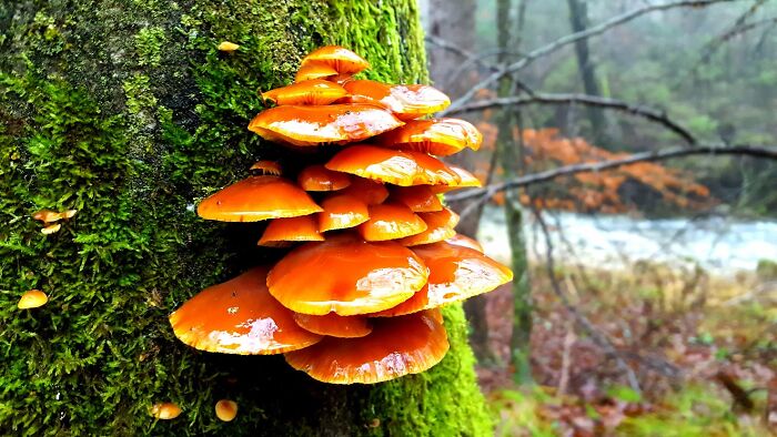 Near The River Završnica, Slovenia