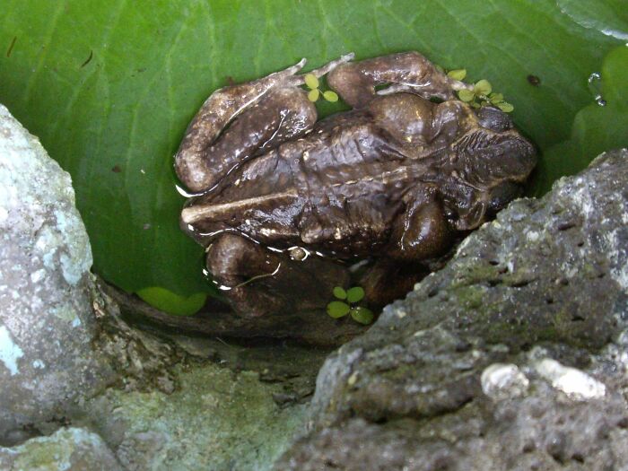 In Kauai. We Called It A Skeleton Frog