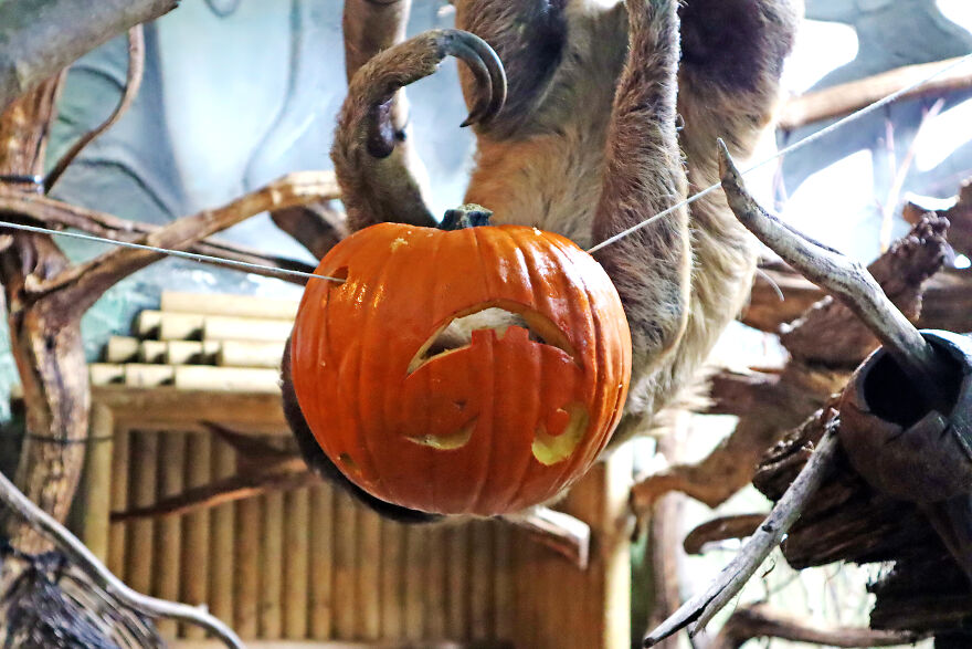 We Photographed Zoo Animals Wearing Pumpkins, And The Result Might Make You Smile We Photographed Zoo Animals Wearing Pumpkins, And The Result Might Make You Smile