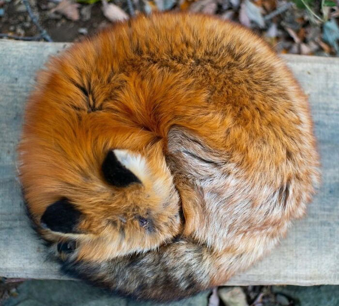 The Way This Fox Is Curled Up Into A Perfect Circle
