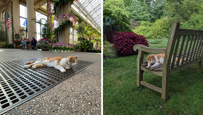 People Are Cracking Up At This Tweet In Which A Woman Tells How She Saw A Cat Being Escorted From A Botanical Garden
