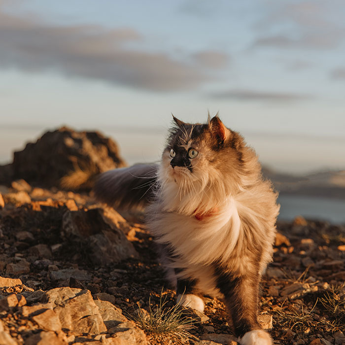 Our Certified Therapy Cat Who Loves To Go On Adventures Is Guaranteed To Make You Smile (40 Pics)