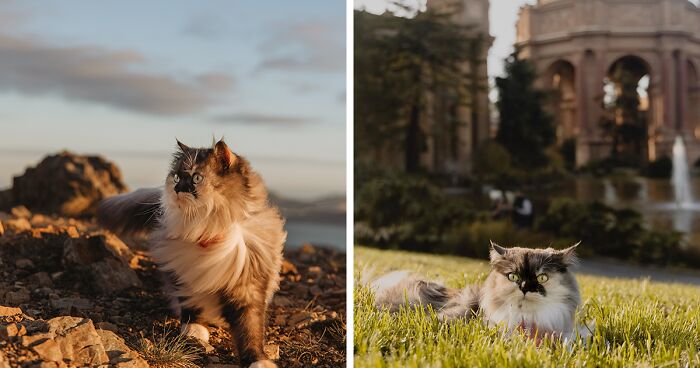 Our Certified Therapy Cat Loves To Travel And Explore The World (53 Pics)