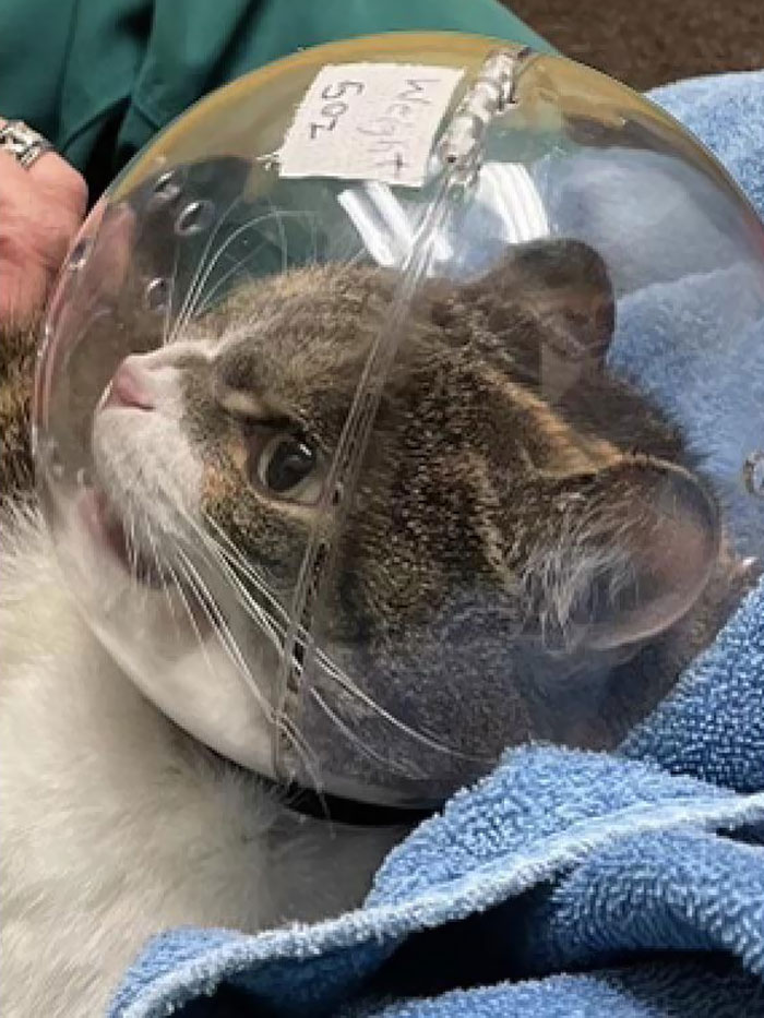 My Friend’s Cat Is A Bit Too Spicy For The Vet. She Gets The Space Helmet With Every Visit
