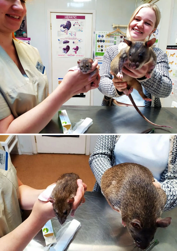 When A Big Friend Met A Little Friend In A Vet Clinic. My Gambian Pouched Rat Compared With The Vet's Fancy Rat