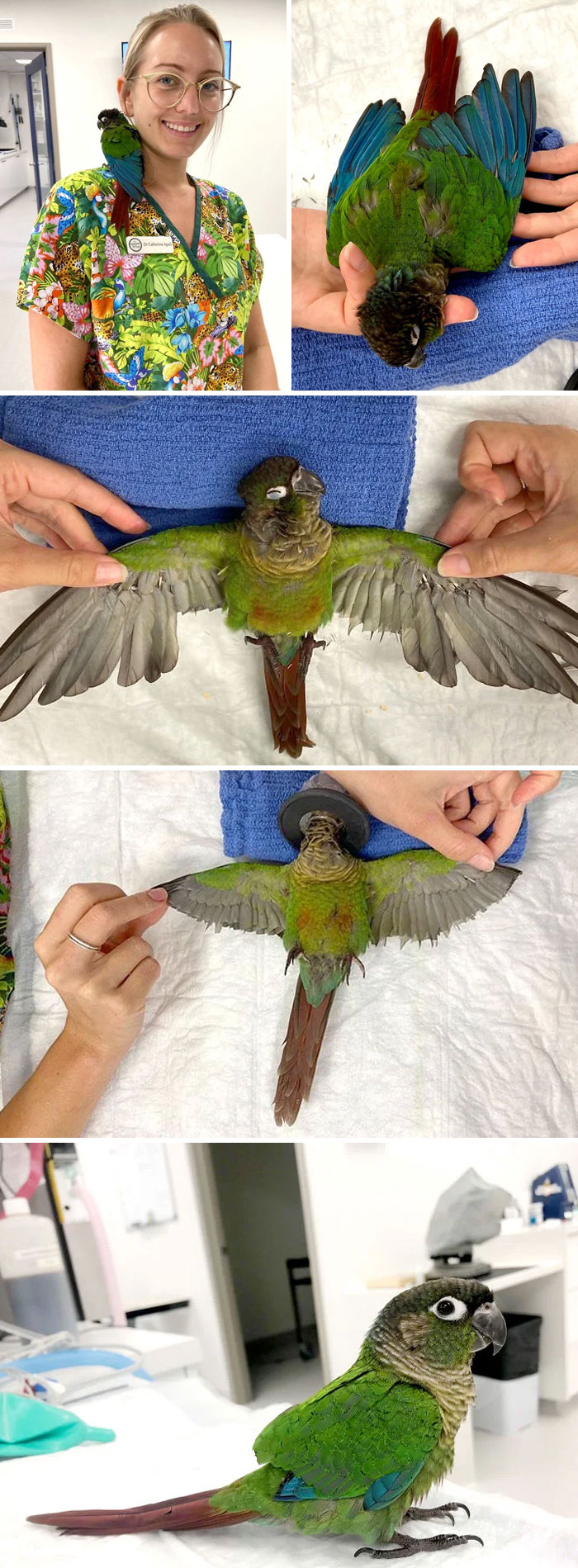 Un veterinario ayudó a un loro de 12 semanas a remontar el vuelo después de que un "severo recorte de alas" lo dejara incapaz de volar