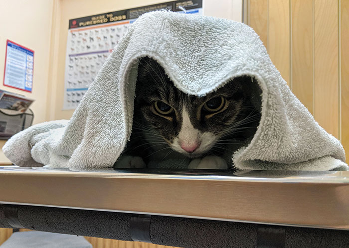 Snuggling Under The Calming Towel At The Vet's Office