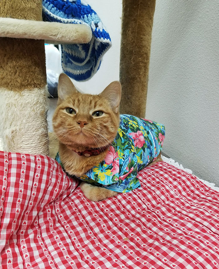 El gato de la clínica tiene una camiseta y no deja que nadie se la quite