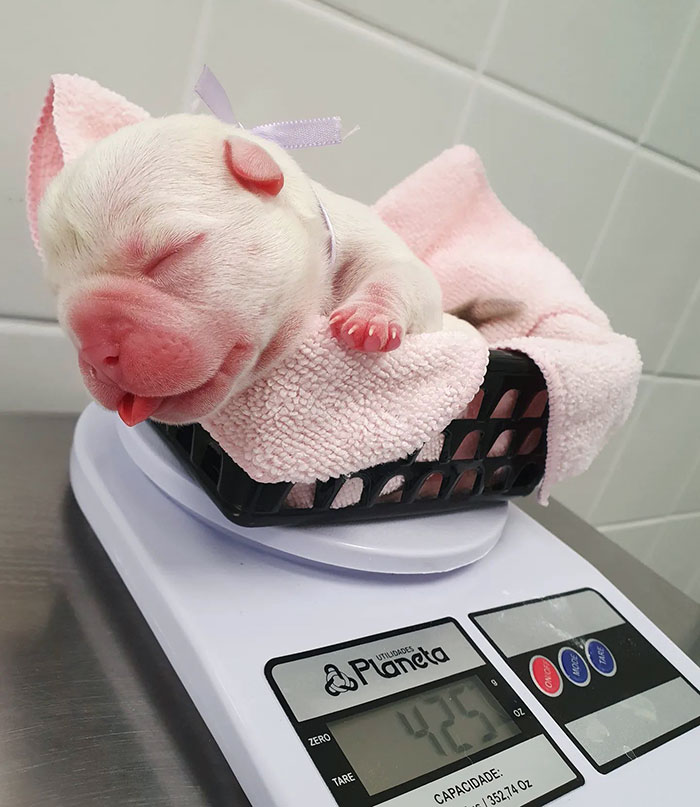 Every Review Is A Moment Of Cuteness. Neonatal Weighing