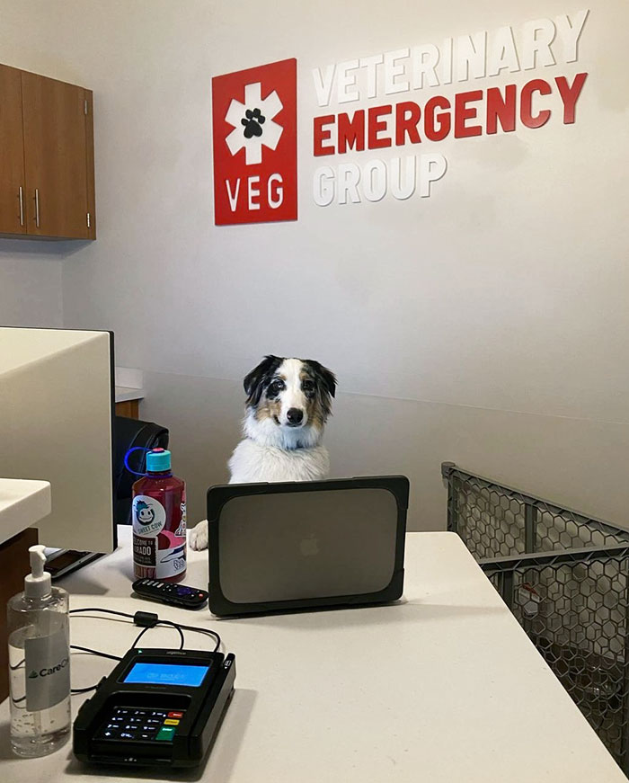 Our Overnight Inpatient, Atlas, Felt Too Lonely In His Accommodations In Our Treatment Area, So We Invited Him To The Front To Help Us Greet Patients And Customers