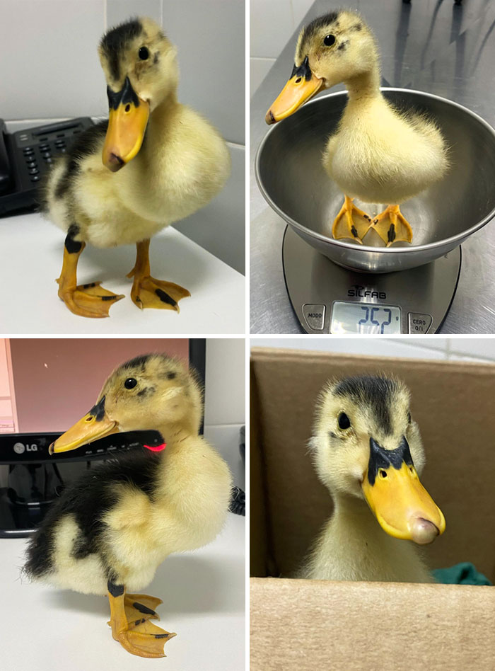 This Duckling Suffered From Trauma To His Beak. He Was Bitten By A Rabbit. I Didn't Know What Photo To Upload. She Came Out Beautiful In All Of Them