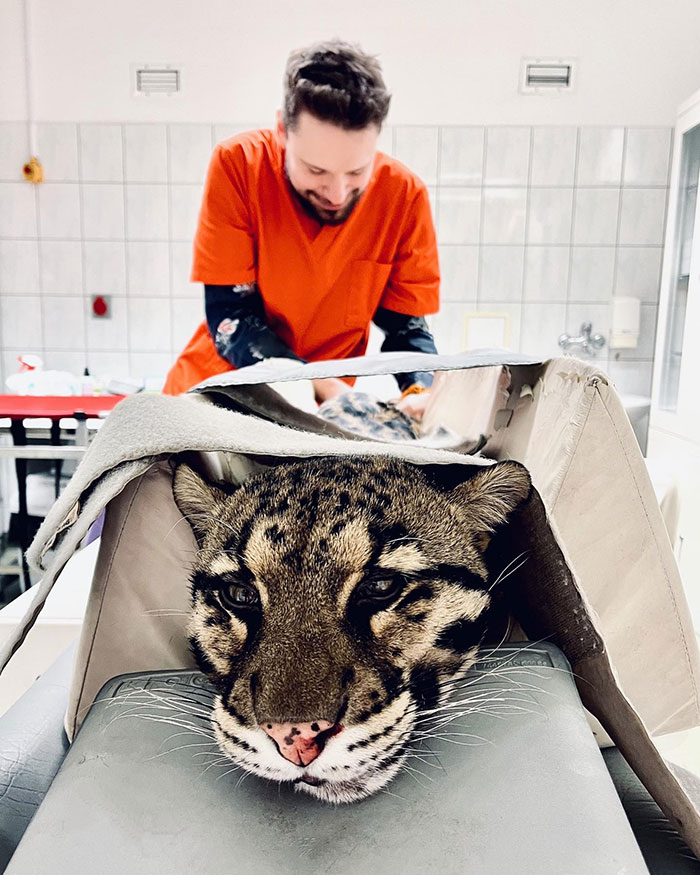 Head CT Of Clouded Leopard. It’s Hard To Explain What You Feel Being So Close To The Patient Like That, But I’m Sure It’s One Of The Most Amazing Experiences I Have Ever Had