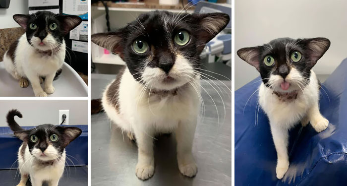 Esta adorable gatita fue llevada al veterinario por un rescate para una revisión