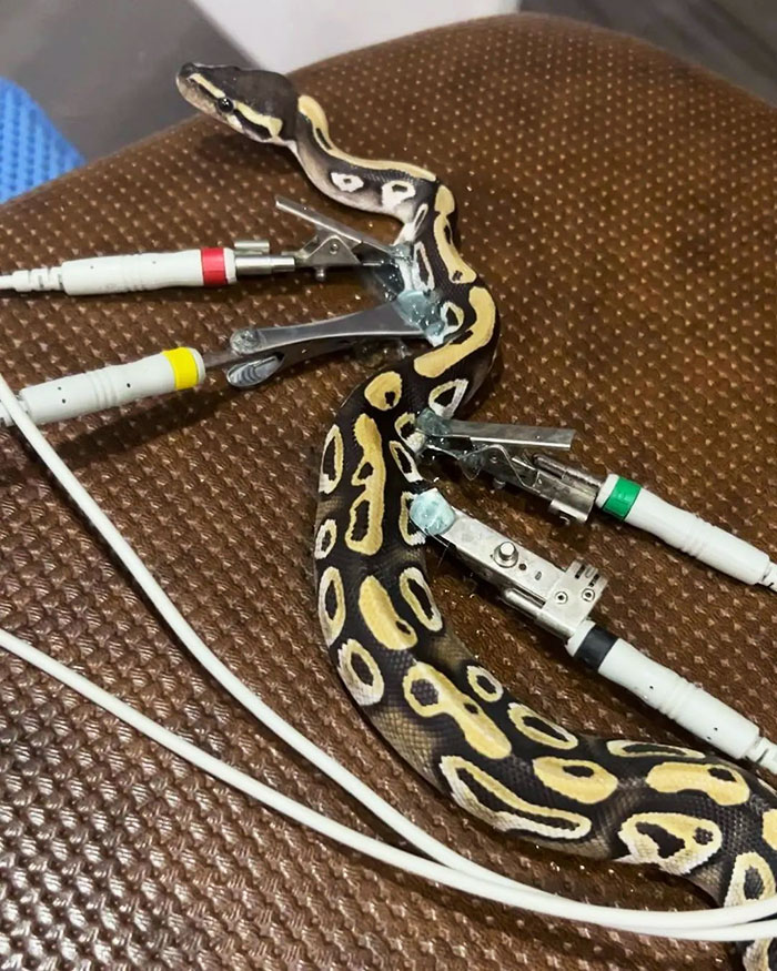 Snake Is Getting An Electrocardiogram