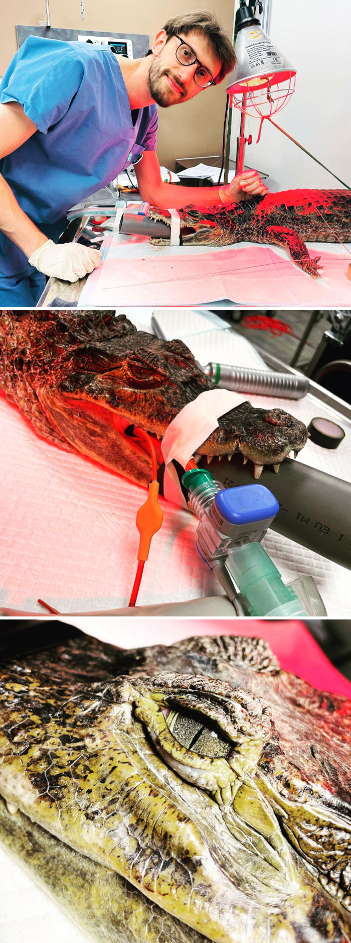 The Endoscopy Revealed And Made It Possible To Remove 2 Suction Cups Accidentally Ingested By This Crocodilian