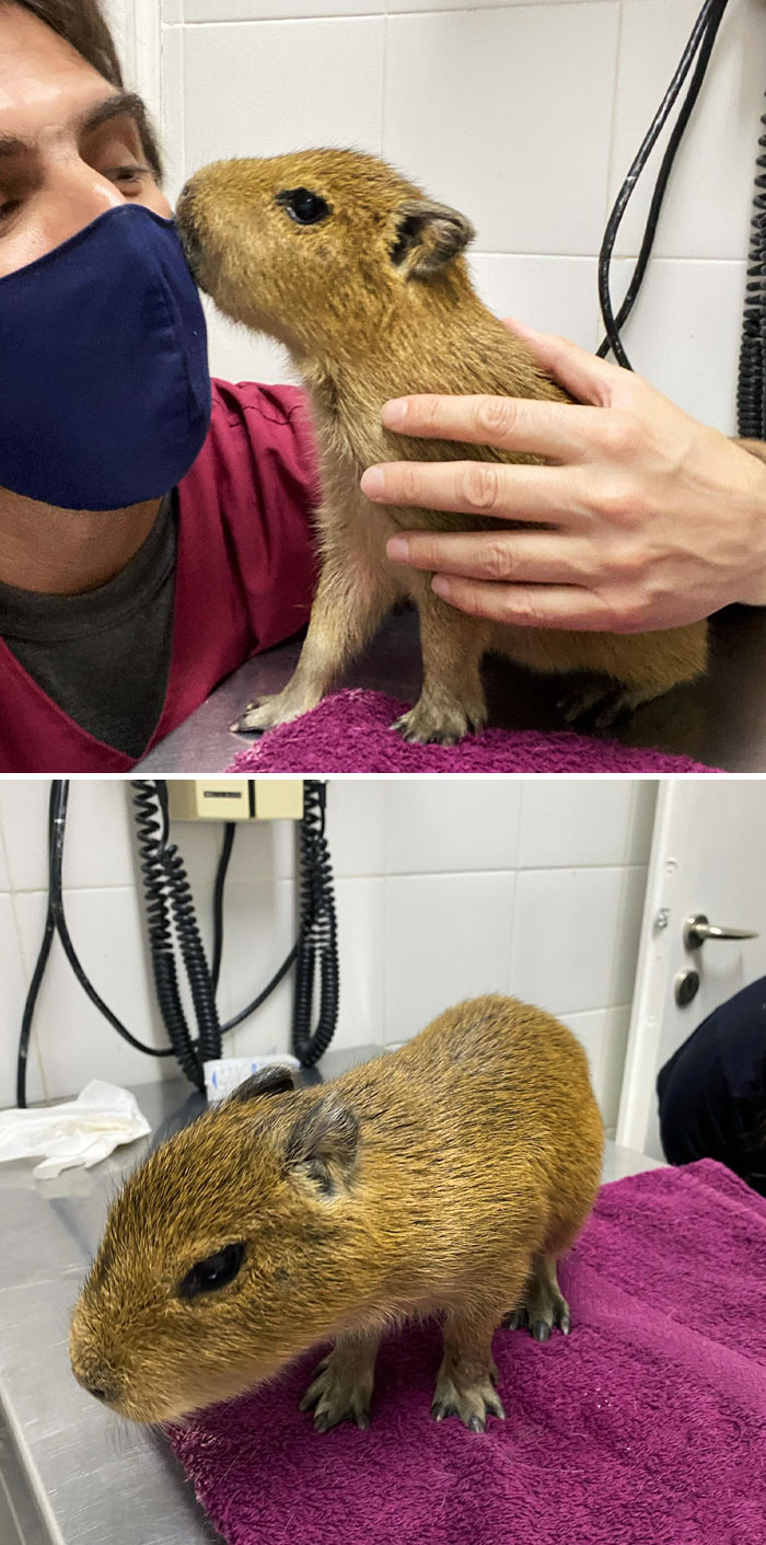 This Little Capybara Visited Us From An Island In The Delta So That We Could Check His Health. The Idea Is To Recover It And Release It In Its Natural Habitat