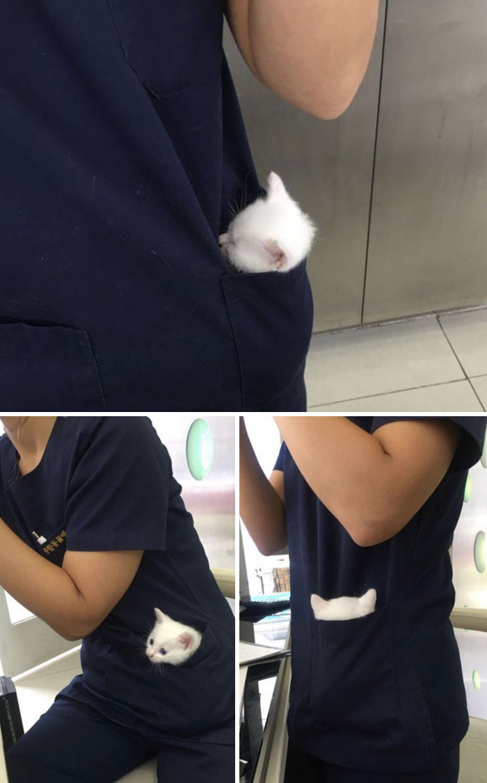 My Heart Almost Stopped When I Went To The Animal Hospital