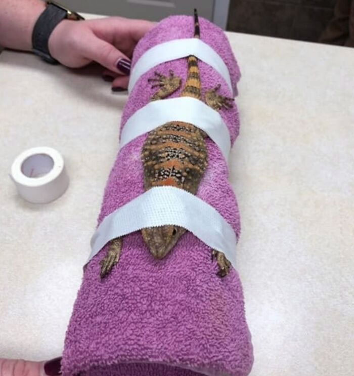 Damascus Was A Bad Man At The Vet And Was Very Bitey So He Got Put In The Lizard Straight Jacket For His X-Ray