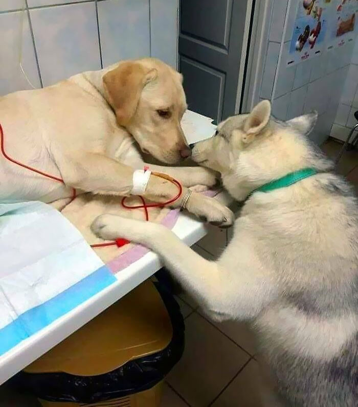 Este veterinario tiene un perro como asistente que reconforta a los pacientes enfermos para que sepan que todo va a ir bien