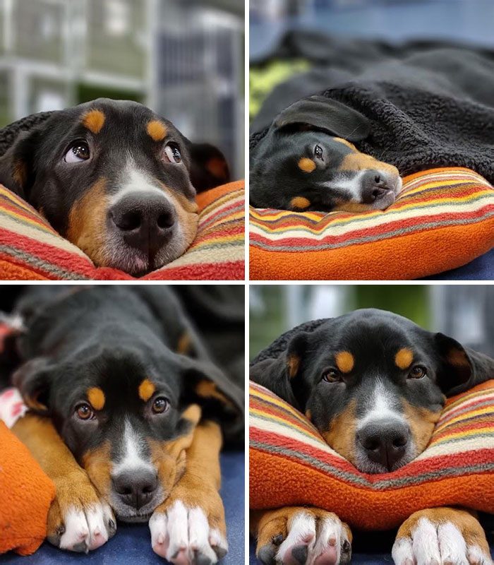 My Vet Took These Photos Of My Girl After She Had A Tooth Pulled