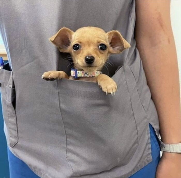 My Puppy Used To Fit In The Vet's Pocket