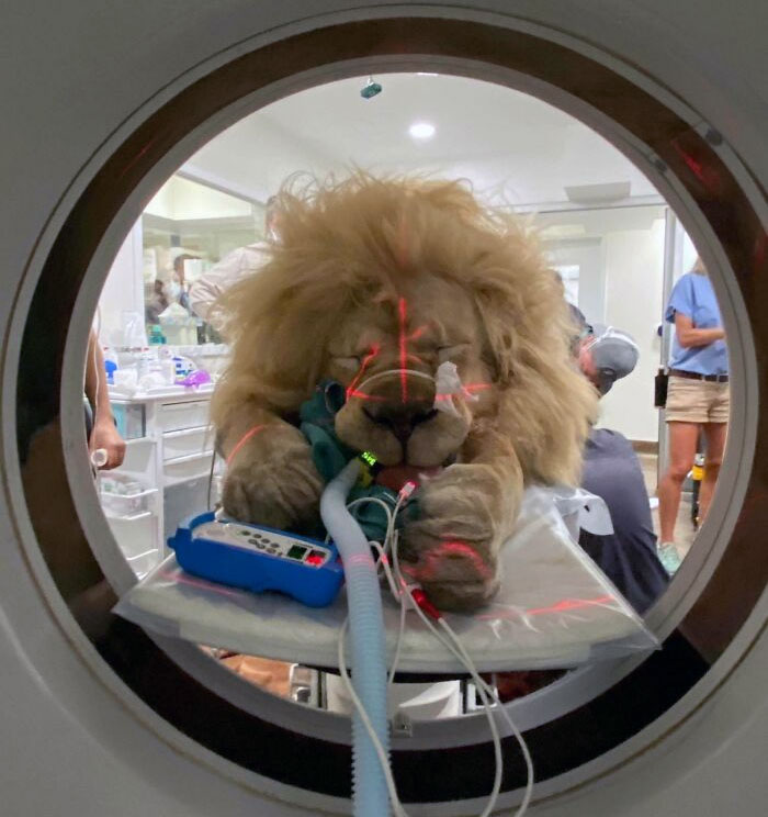 Lion Going For A CT Scan. This Is From A Vet Hospital I Used To Work At. Awesome Team Of Veterinarians And Vet Nurses