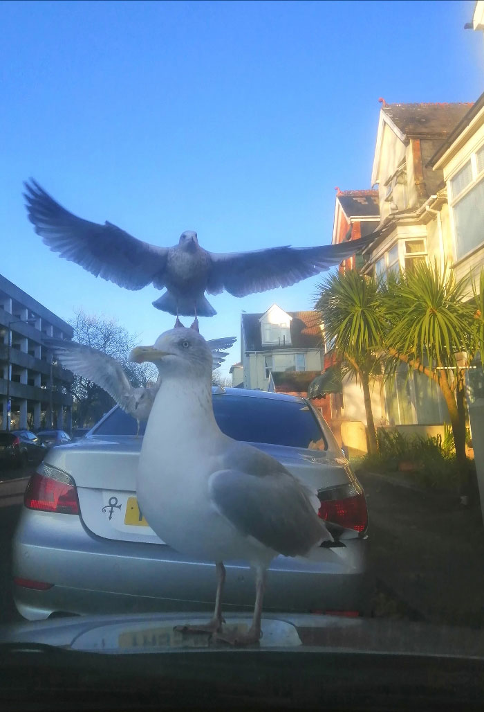 Whilst Trying To Obtain Photographic Evidence Of Being Held Hostage In The Car By Steven Seagull...along Comes His Evil Twin Stephen Seagull!! 