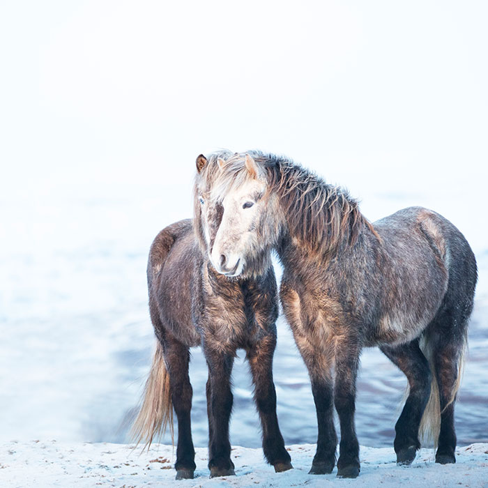 I Am A Photographer Who Traveled Iceland In Winter To Capture Beautiful Animals (15 Pics)