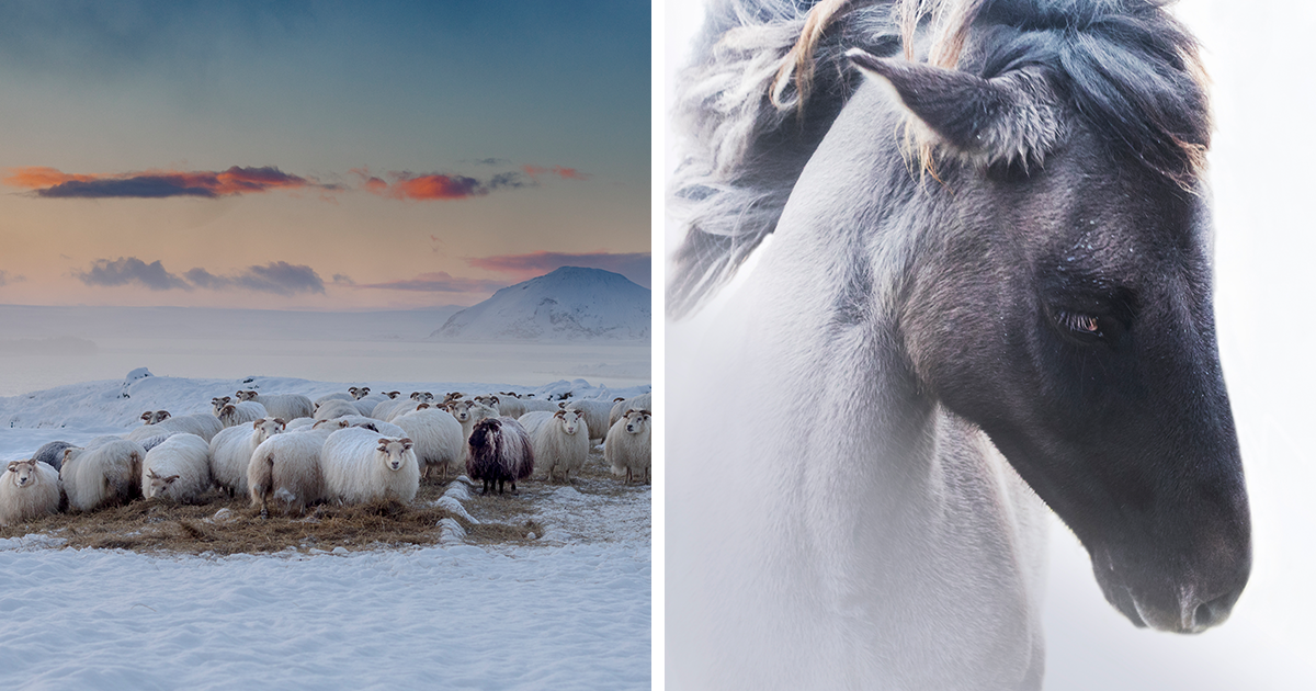 Here Are My Best 15 Photos Of Animals During Winter In Icelandic Landscapes  | Bored Panda