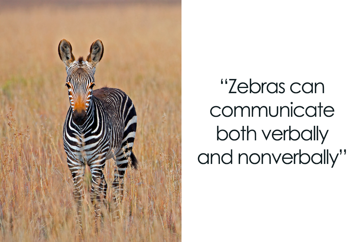 108 Amazing And Somewhat Trivial Facts About Zebras | Bored Panda