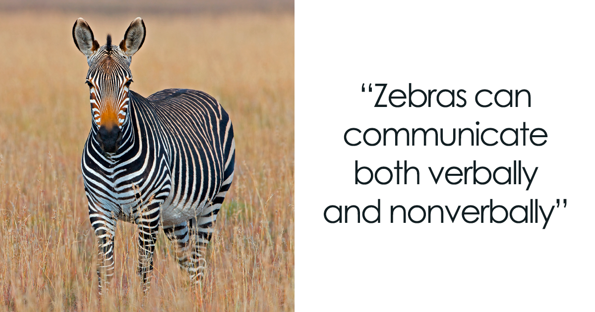 108 Amazing And Somewhat Trivial Facts About Zebras Bored Panda
