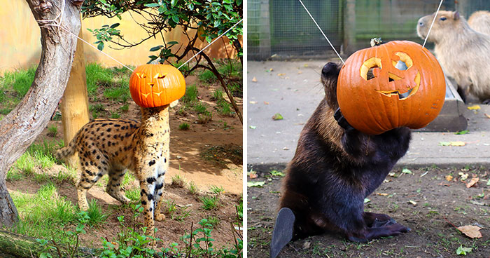 We Photographed Zoo Animals Wearing Pumpkins, And The Result Might Make You Smile