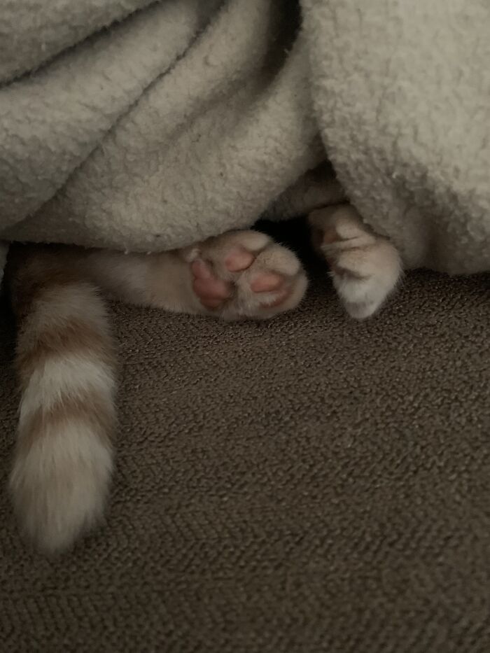Suki Loves To Hide, But Leaves Out Her Beans So She Doesn’t Get Sat On