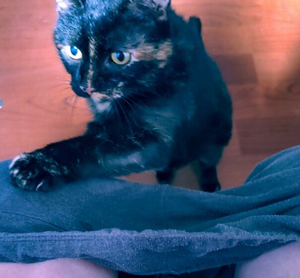 Cinder Doing Performing Her Catly Obligation To Protect Me In The Bathroom